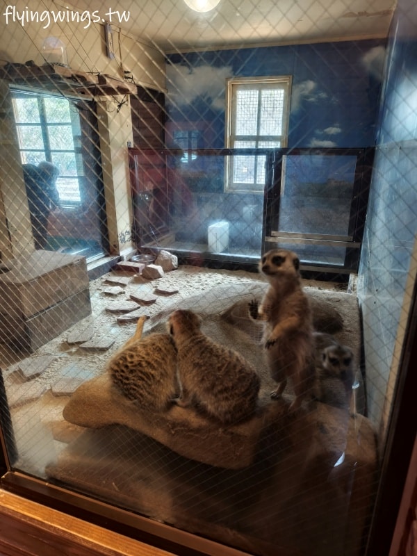 2024北九州自由行。九州自然動物公園。親手餵食肉食性動物，近距離接觸這實在太酷了!!