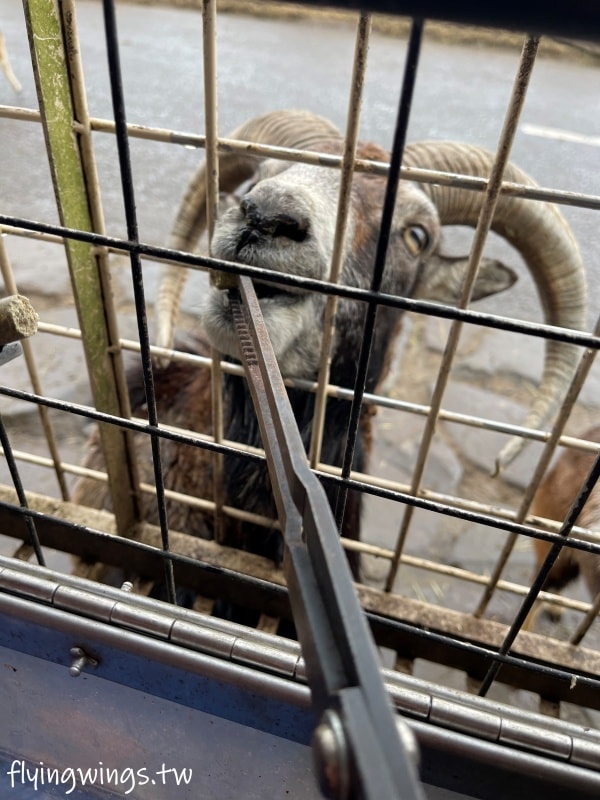 2024北九州自由行。九州自然動物公園。親手餵食肉食性動物，近距離接觸這實在太酷了!!