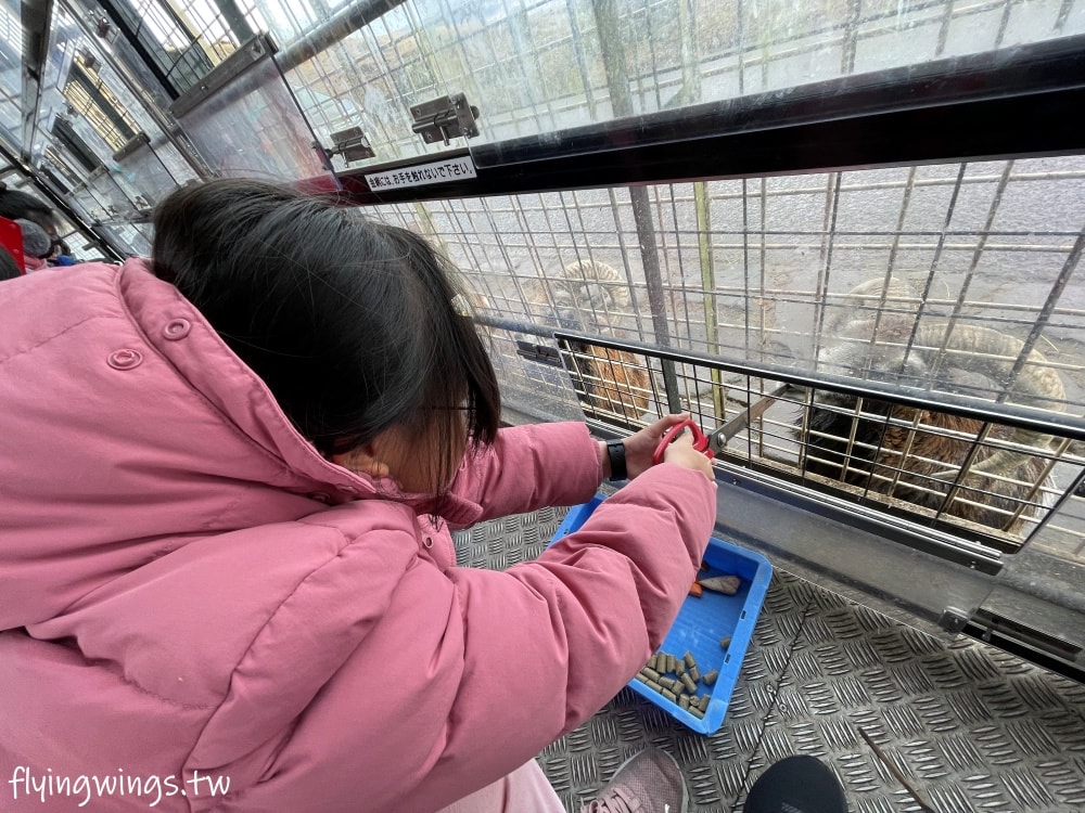 2024北九州自由行。九州自然動物公園。親手餵食肉食性動物，近距離接觸這實在太酷了!!