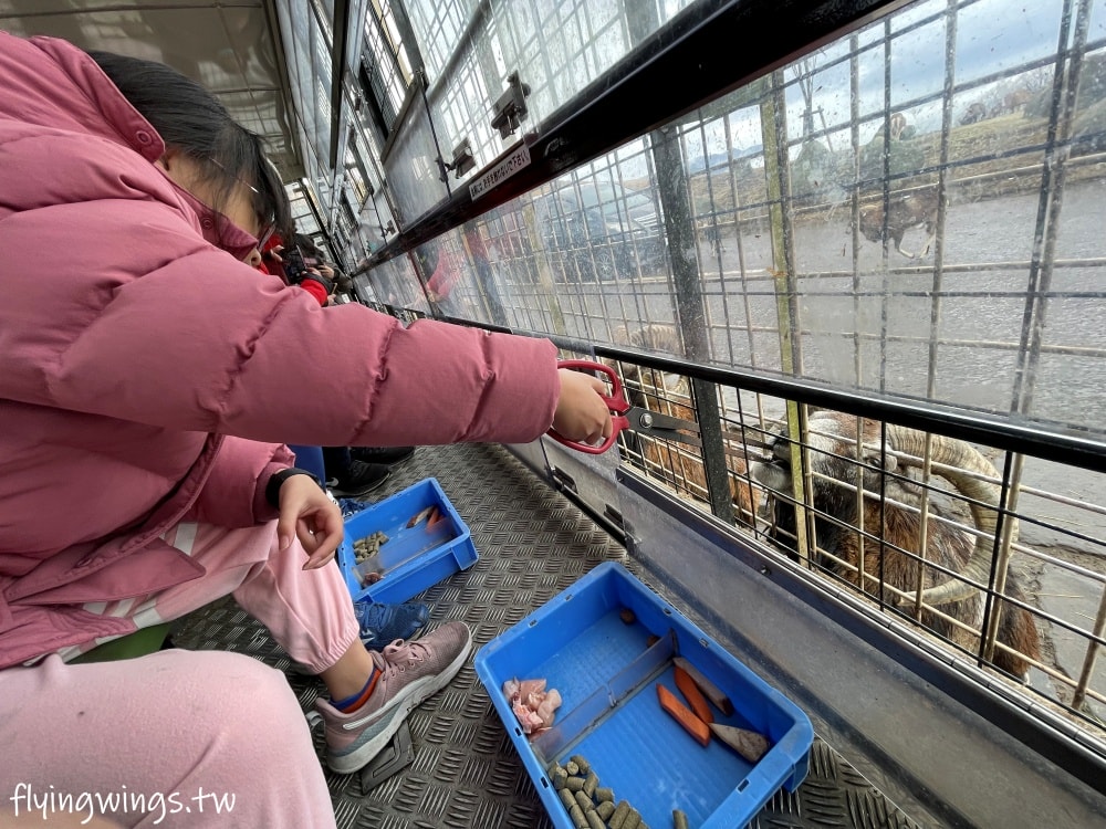 2024北九州自由行。九州自然動物公園。親手餵食肉食性動物，近距離接觸這實在太酷了!!