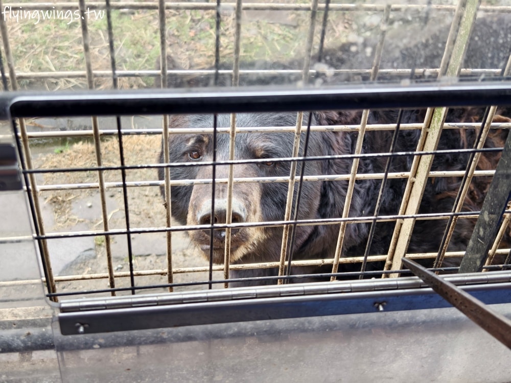 2024北九州自由行。九州自然動物公園。親手餵食肉食性動物，近距離接觸這實在太酷了!!