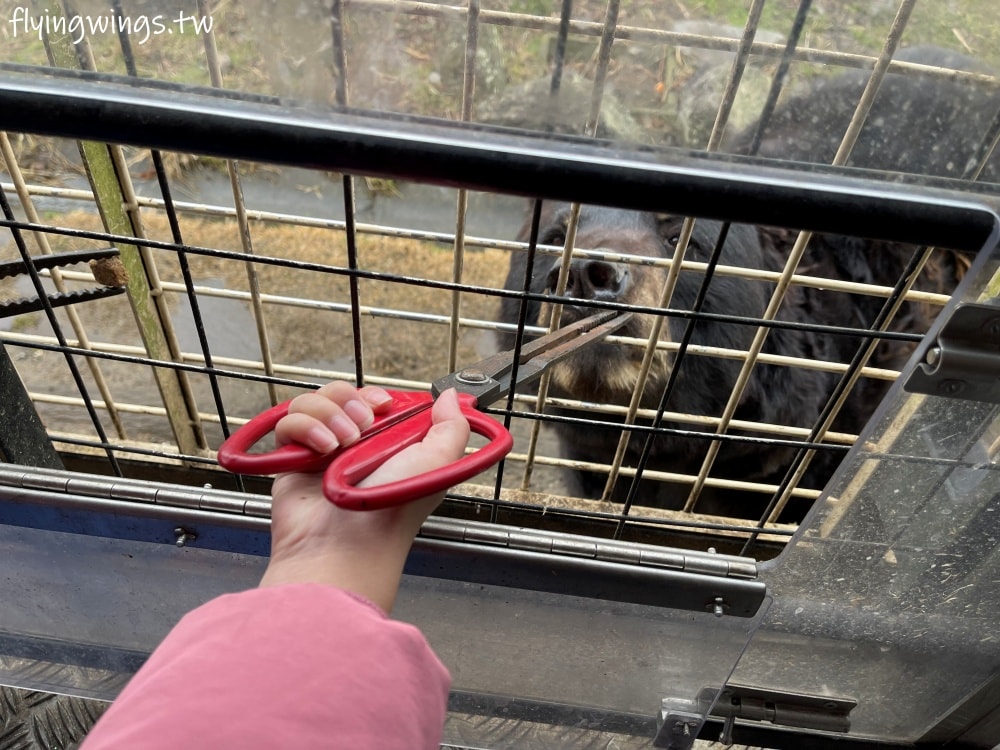 2024北九州自由行。九州自然動物公園。親手餵食肉食性動物，近距離接觸這實在太酷了!!