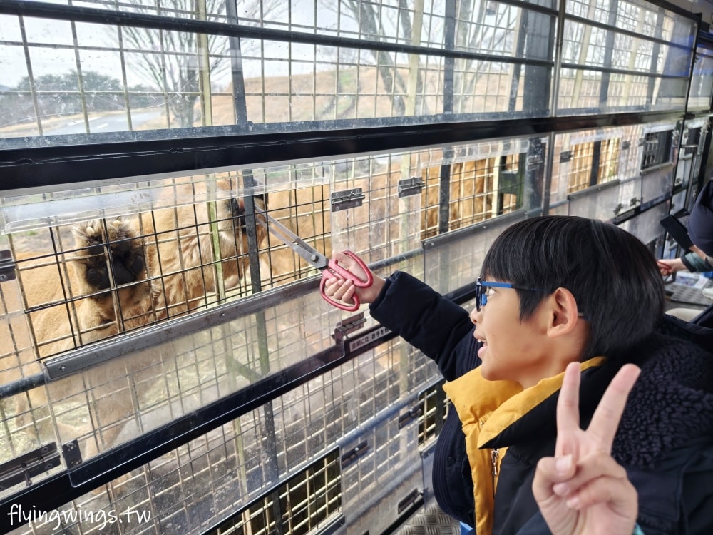 2024北九州自由行。九州自然動物公園。親手餵食肉食性動物，近距離接觸這實在太酷了!!