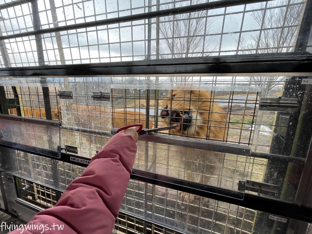 2024北九州自由行。九州自然動物公園。親手餵食肉食性動物，近距離接觸這實在太酷了!!