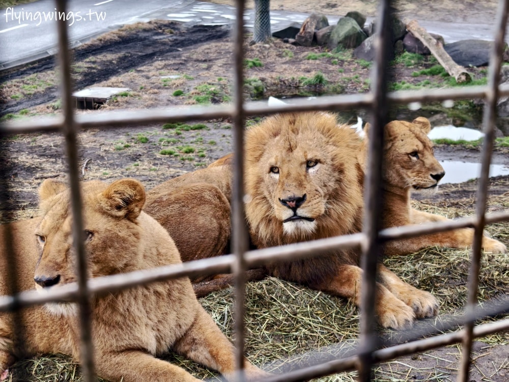 2024北九州自由行。九州自然動物公園。親手餵食肉食性動物，近距離接觸這實在太酷了!!