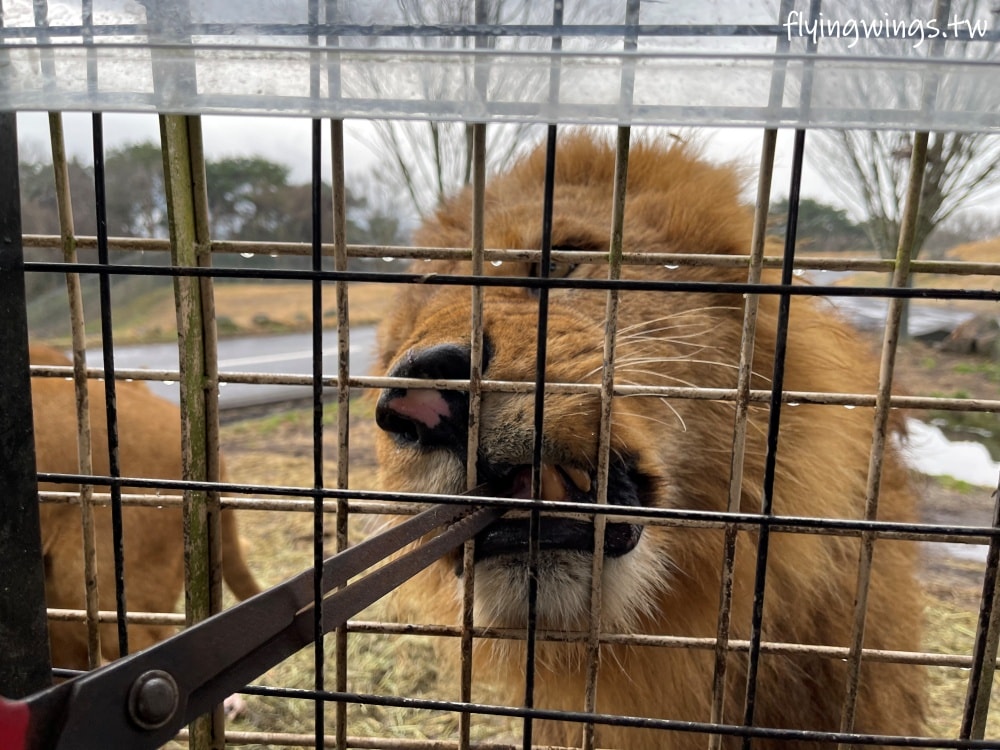 2024北九州自由行。九州自然動物公園。親手餵食肉食性動物，近距離接觸這實在太酷了!!