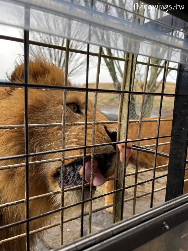 2024北九州自由行。九州自然動物公園。親手餵食肉食性動物，近距離接觸這實在太酷了!!