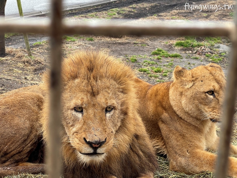 2024北九州自由行。九州自然動物公園。親手餵食肉食性動物，近距離接觸這實在太酷了!!