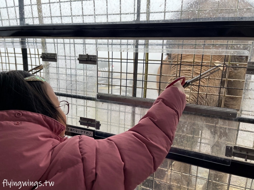 2024北九州自由行。九州自然動物公園。親手餵食肉食性動物，近距離接觸這實在太酷了!!