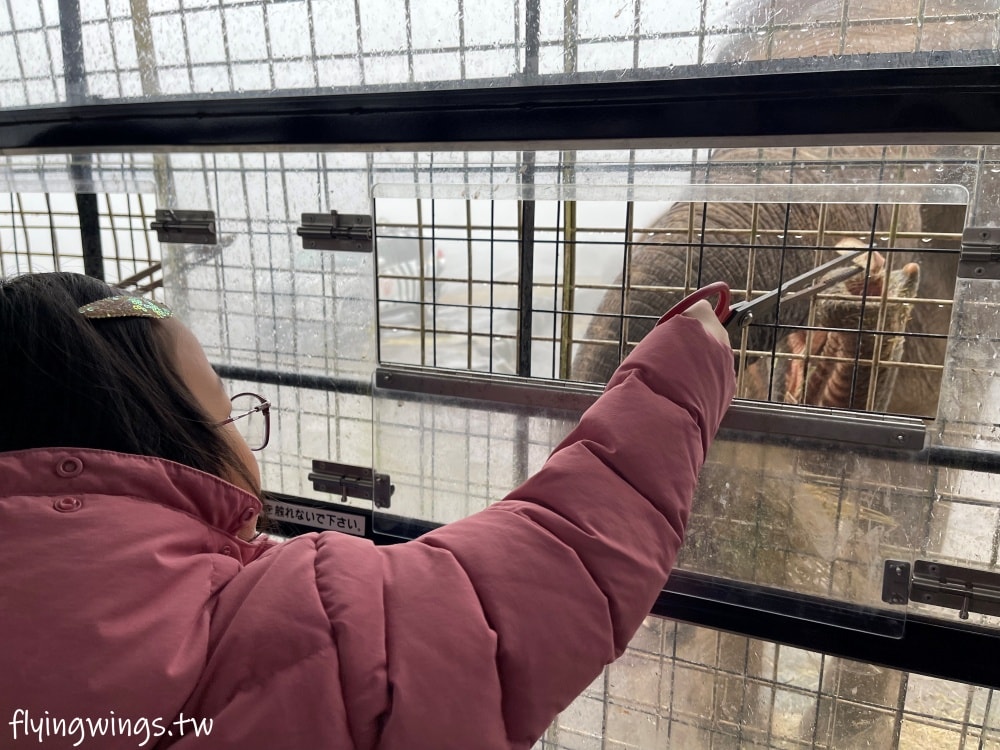 2024北九州自由行。九州自然動物公園。親手餵食肉食性動物，近距離接觸這實在太酷了!!