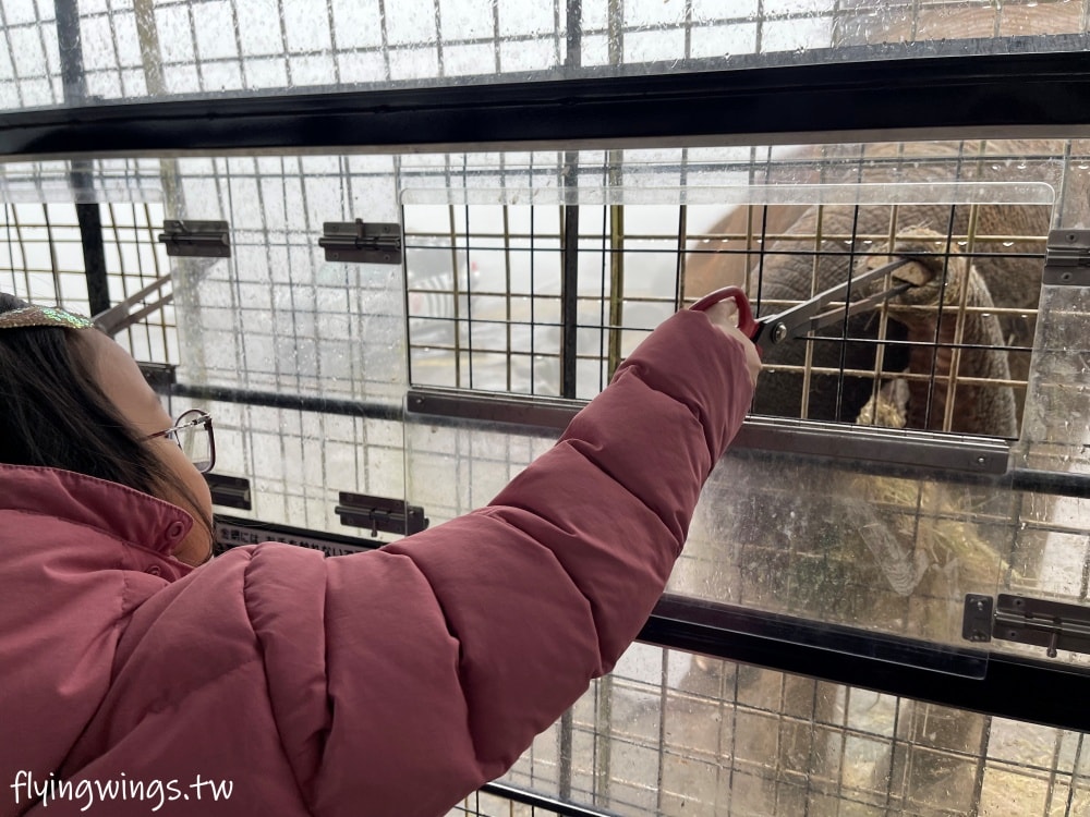 2024北九州自由行。九州自然動物公園。親手餵食肉食性動物，近距離接觸這實在太酷了!!