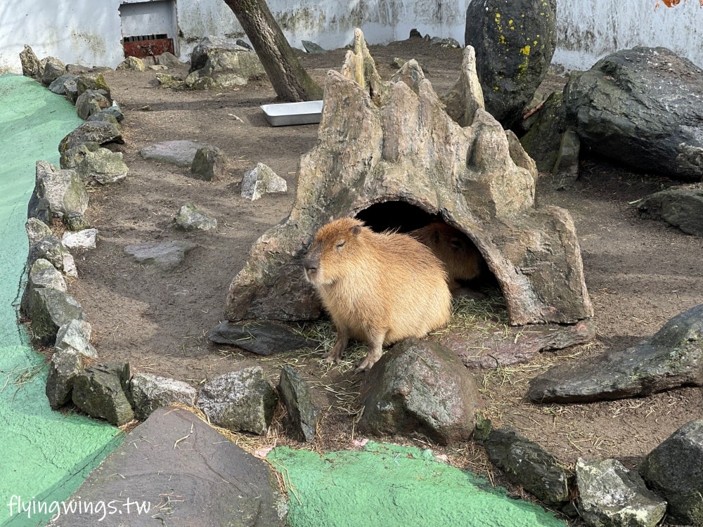 2024北九州自由行。九州自然動物公園。親手餵食肉食性動物，近距離接觸這實在太酷了!!