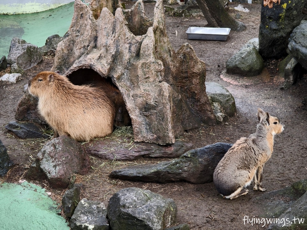 2024北九州自由行。九州自然動物公園。親手餵食肉食性動物，近距離接觸這實在太酷了!!
