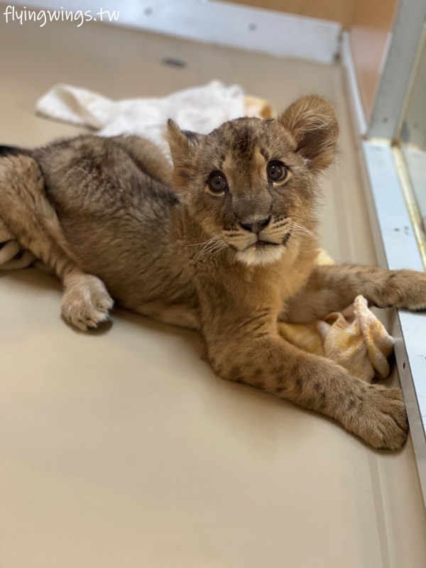 2024北九州自由行。九州自然動物公園。親手餵食肉食性動物，近距離接觸這實在太酷了!!