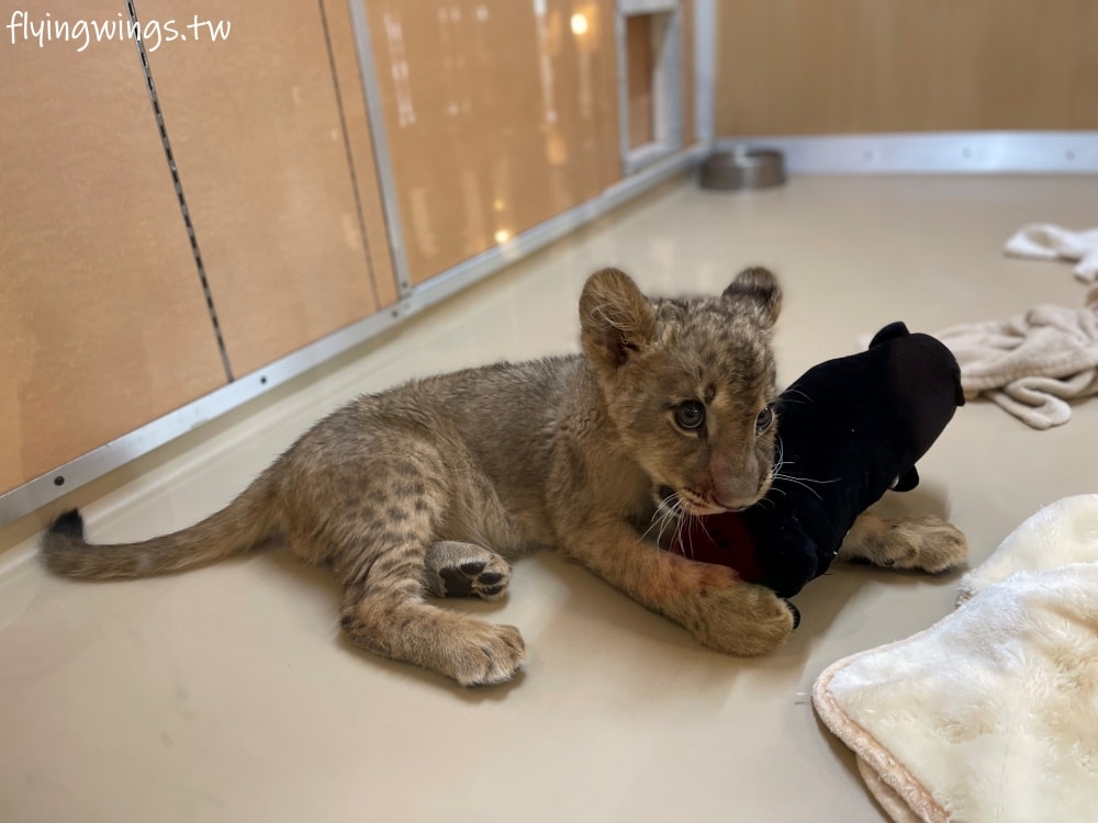2024北九州自由行。九州自然動物公園。親手餵食肉食性動物，近距離接觸這實在太酷了!!