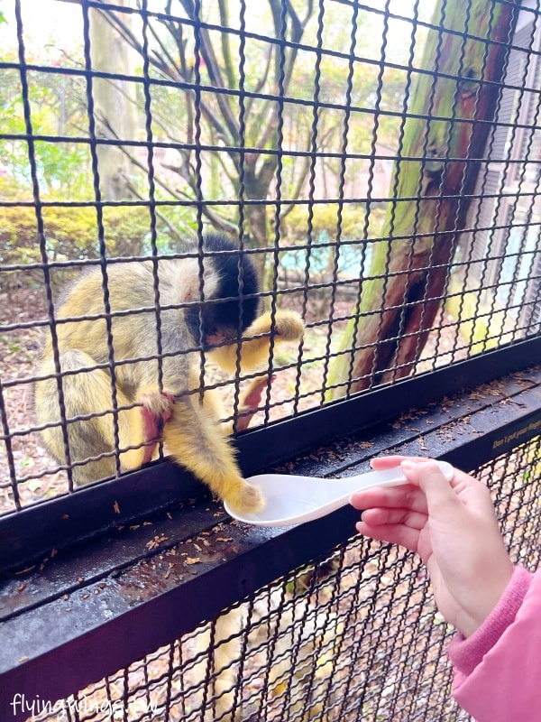 2024北九州自由行。九州自然動物公園。親手餵食肉食性動物，近距離接觸這實在太酷了!!