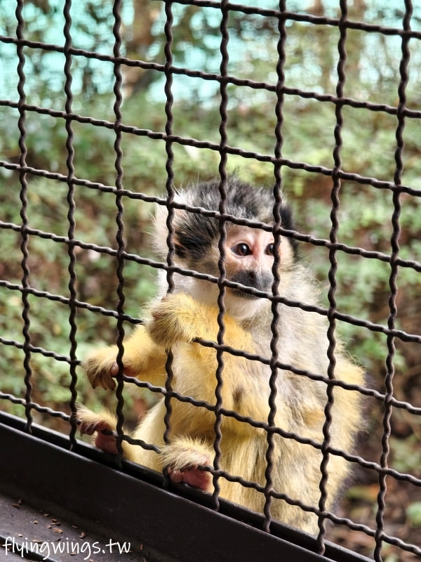 2024北九州自由行。九州自然動物公園。親手餵食肉食性動物，近距離接觸這實在太酷了!!