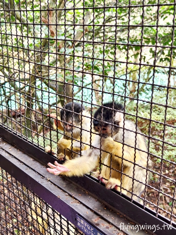 2024北九州自由行。九州自然動物公園。親手餵食肉食性動物，近距離接觸這實在太酷了!!