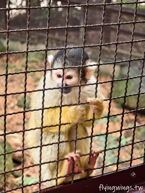2024北九州自由行。九州自然動物公園。親手餵食肉食性動物，近距離接觸這實在太酷了!!