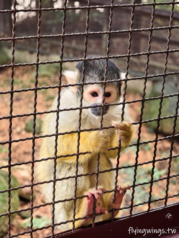 2024北九州自由行。九州自然動物公園。親手餵食肉食性動物，近距離接觸這實在太酷了!!