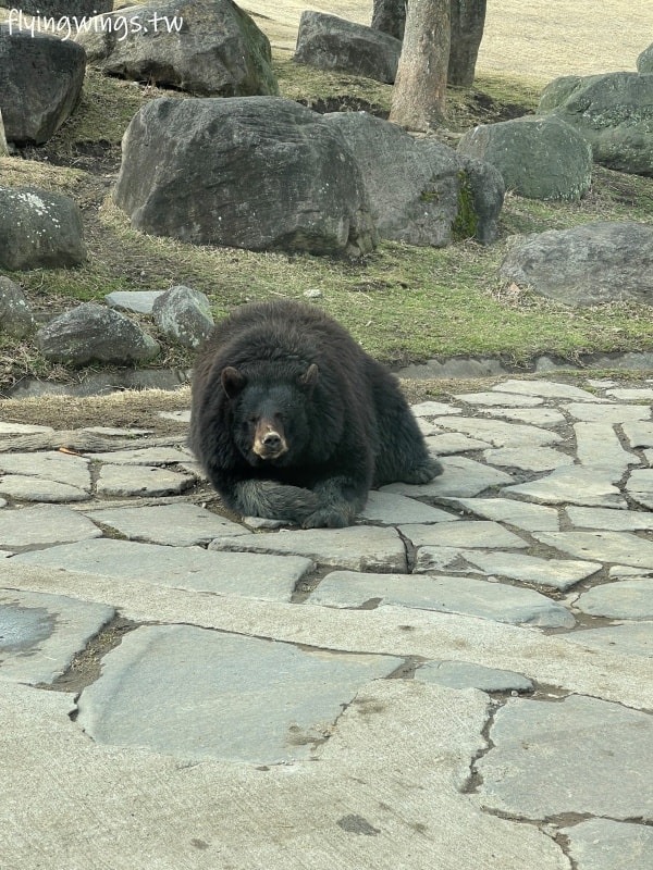 2024北九州自由行。九州自然動物公園。親手餵食肉食性動物，近距離接觸這實在太酷了!!