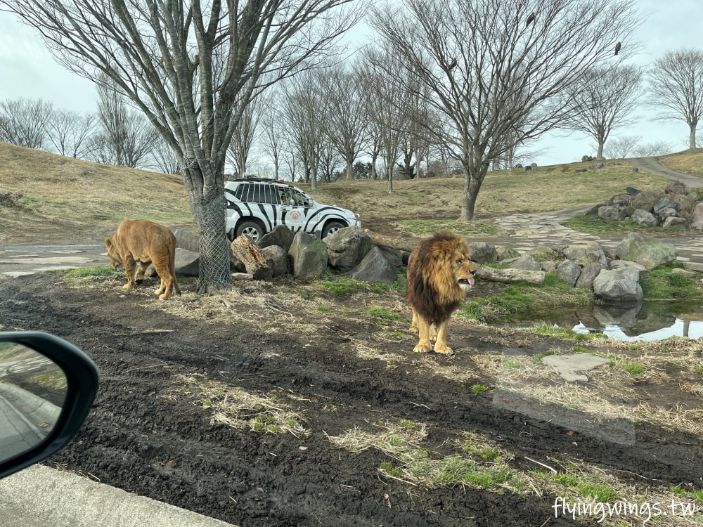 2024北九州自由行。九州自然動物公園。親手餵食肉食性動物，近距離接觸這實在太酷了!!