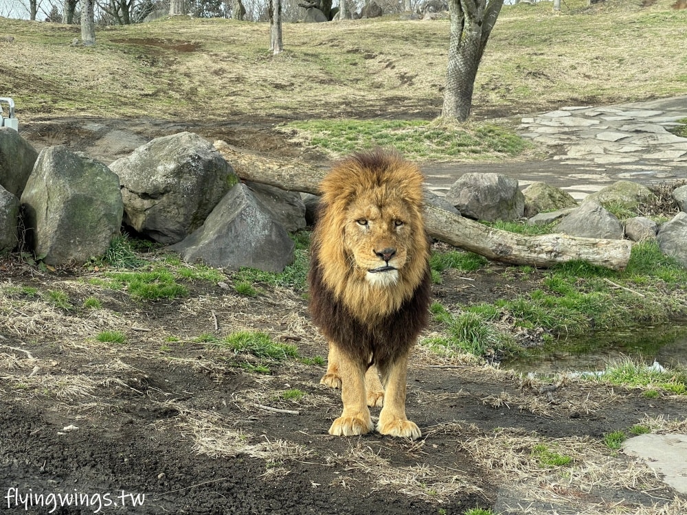 2024北九州自由行。九州自然動物公園。親手餵食肉食性動物，近距離接觸這實在太酷了!!