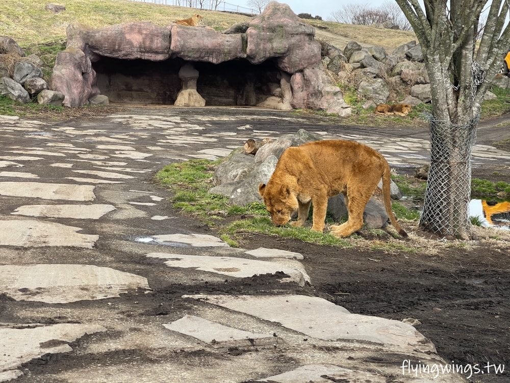 2024北九州自由行。九州自然動物公園。親手餵食肉食性動物，近距離接觸這實在太酷了!!