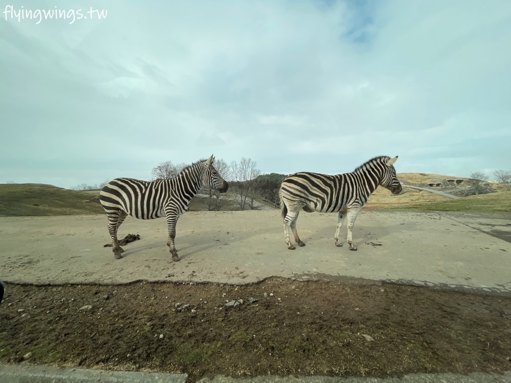 2024北九州自由行。九州自然動物公園。親手餵食肉食性動物，近距離接觸這實在太酷了!!