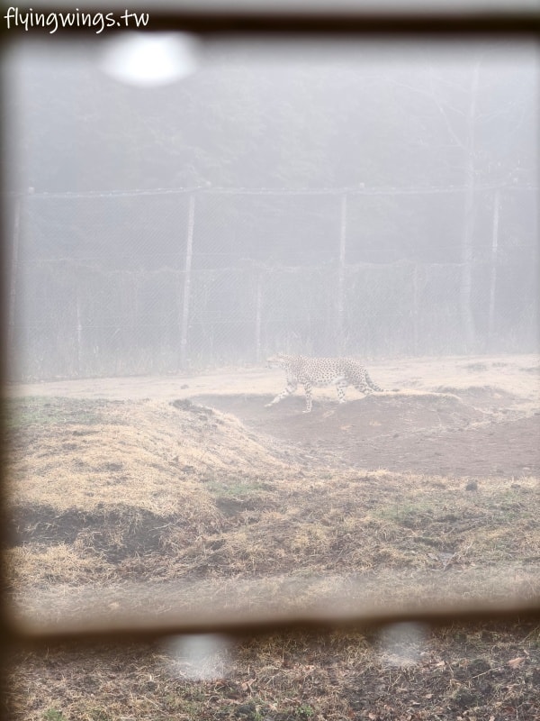 2024北九州自由行。九州自然動物公園。親手餵食肉食性動物，近距離接觸這實在太酷了!!