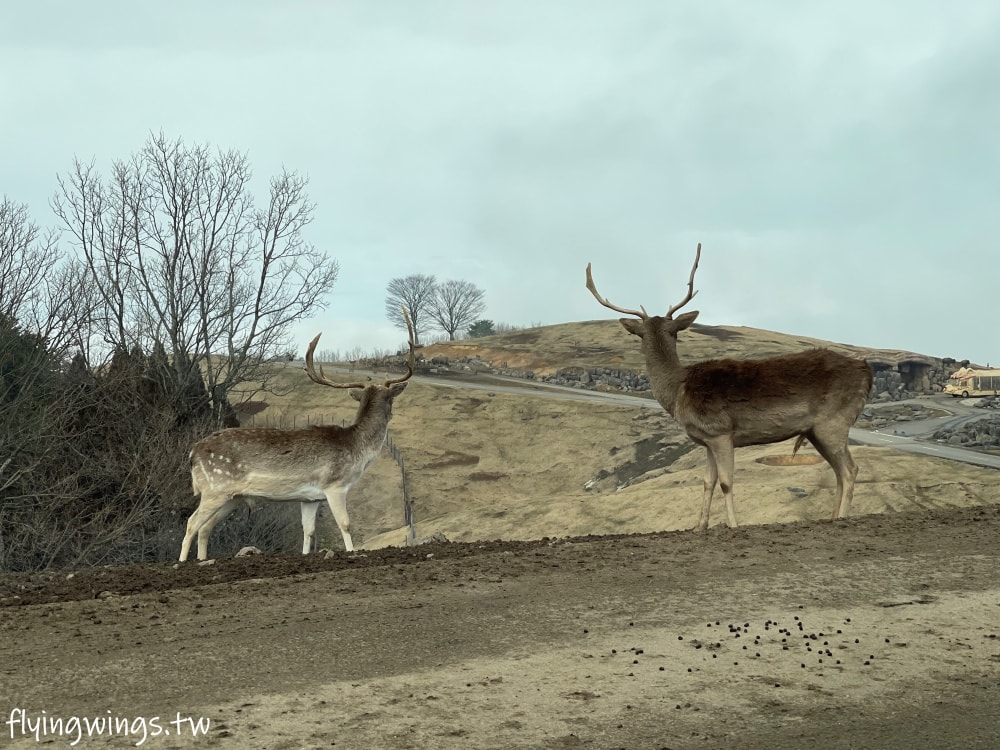 2024北九州自由行。九州自然動物公園。親手餵食肉食性動物，近距離接觸這實在太酷了!!