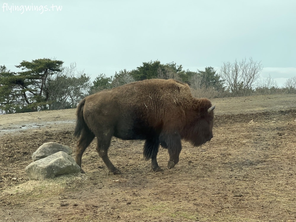 2024北九州自由行。九州自然動物公園。親手餵食肉食性動物，近距離接觸這實在太酷了!!