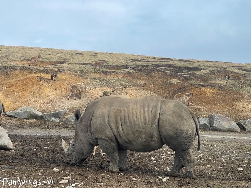 2024北九州自由行。九州自然動物公園。親手餵食肉食性動物，近距離接觸這實在太酷了!!