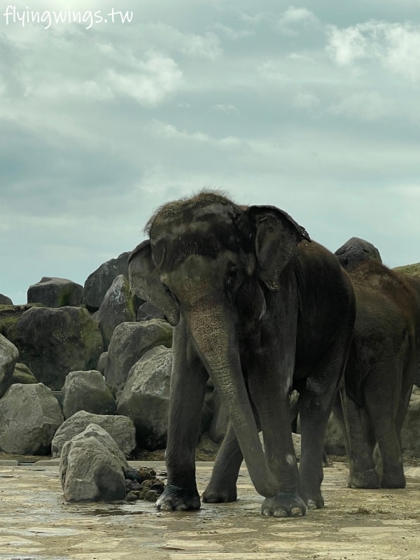 2024北九州自由行。九州自然動物公園。親手餵食肉食性動物，近距離接觸這實在太酷了!!
