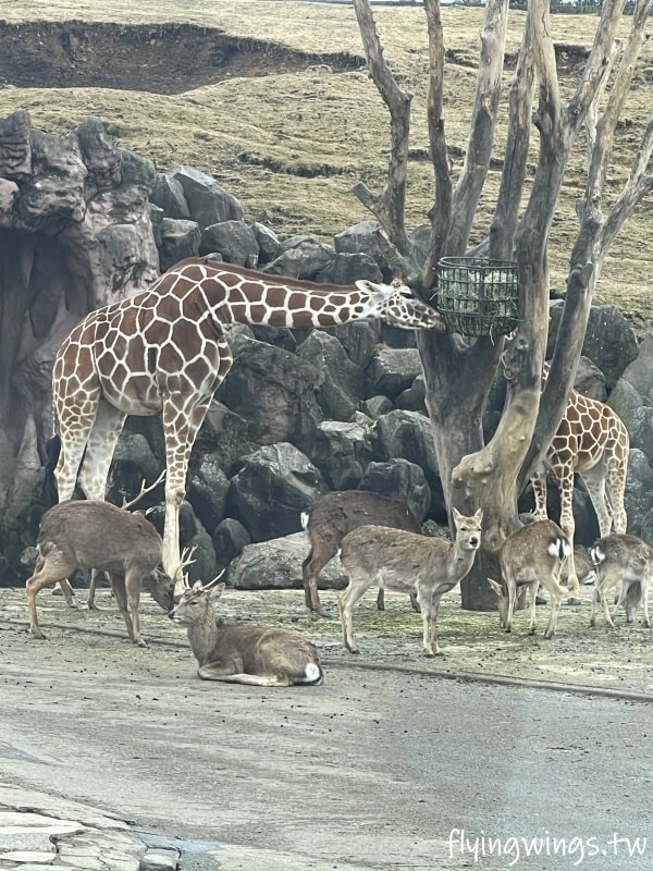 2024北九州自由行。九州自然動物公園。親手餵食肉食性動物，近距離接觸這實在太酷了!!
