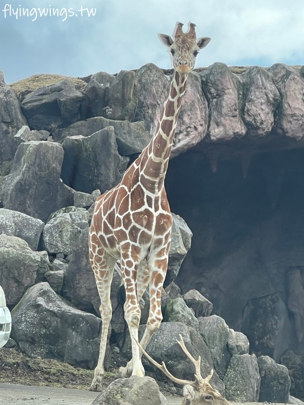 2024北九州自由行。九州自然動物公園。親手餵食肉食性動物，近距離接觸這實在太酷了!!