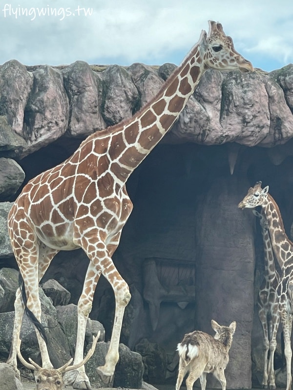 2024北九州自由行。九州自然動物公園。親手餵食肉食性動物，近距離接觸這實在太酷了!!