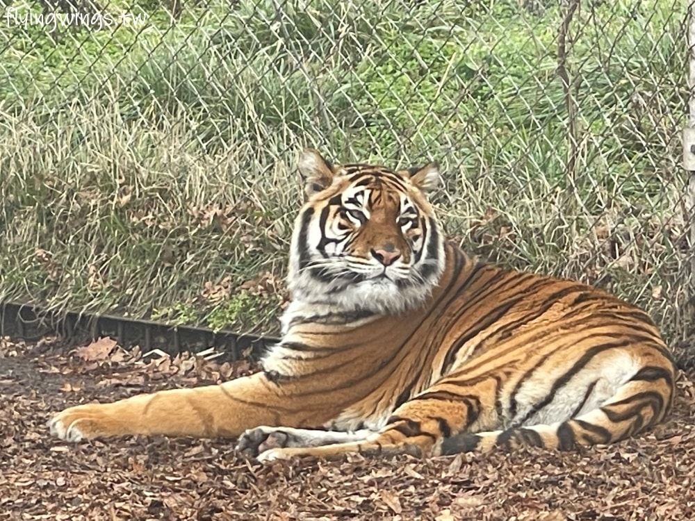 2024北九州自由行。九州自然動物公園。親手餵食肉食性動物，近距離接觸這實在太酷了!!