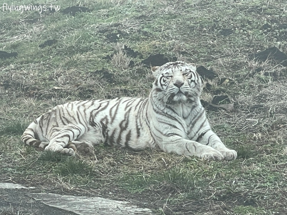 2024北九州自由行。九州自然動物公園。親手餵食肉食性動物，近距離接觸這實在太酷了!!