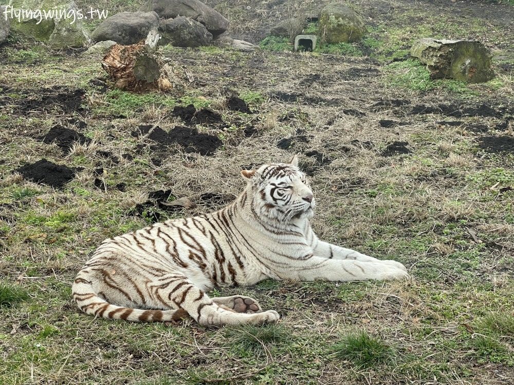 2024北九州自由行。九州自然動物公園。親手餵食肉食性動物，近距離接觸這實在太酷了!!