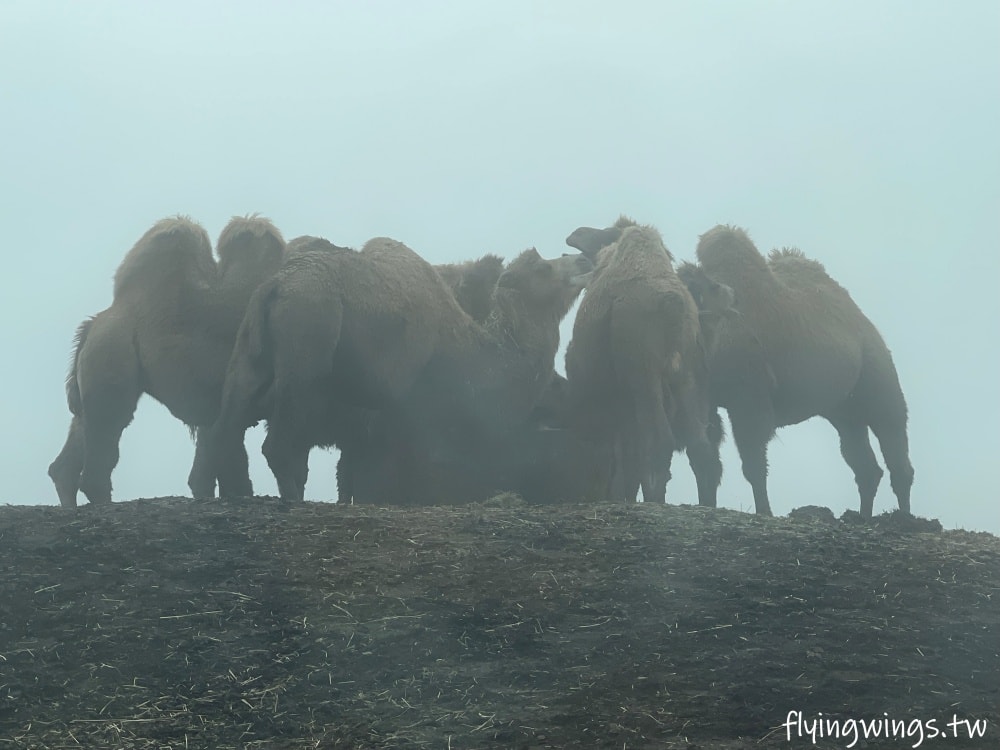 2024北九州自由行。九州自然動物公園。親手餵食肉食性動物，近距離接觸這實在太酷了!!