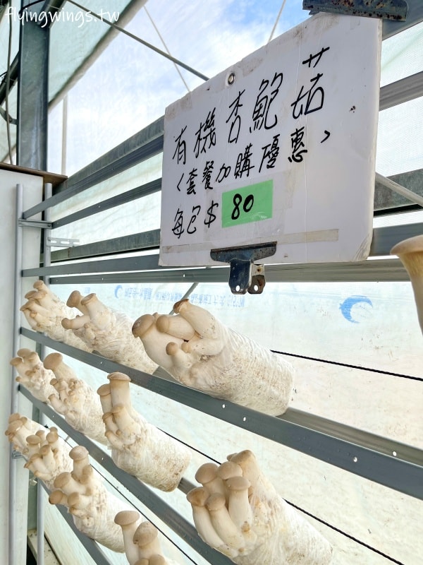 彰化福興┃樂採果溫室觀光農場。採果控窯，親子農場體驗，2025年設施更新、活動更新，更好玩了啦!
