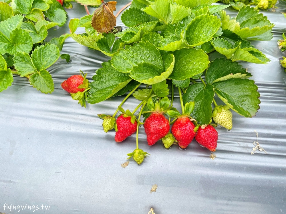 大湖草莓┃怡口軒安心莓。2025年2月最新果況，草莓又大又紅又甜，價格更是甜蜜蜜!!