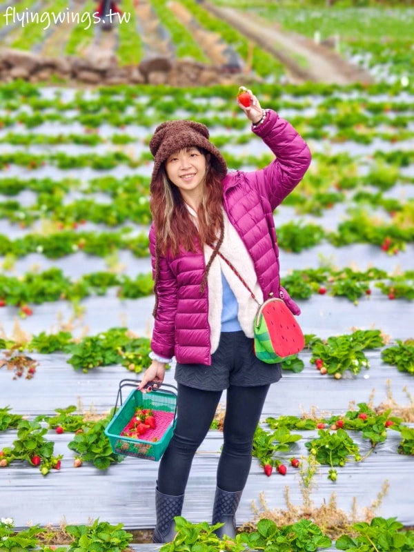 大湖草莓┃怡口軒安心莓。2025年2月最新果況，草莓又大又紅又甜，價格更是甜蜜蜜!!