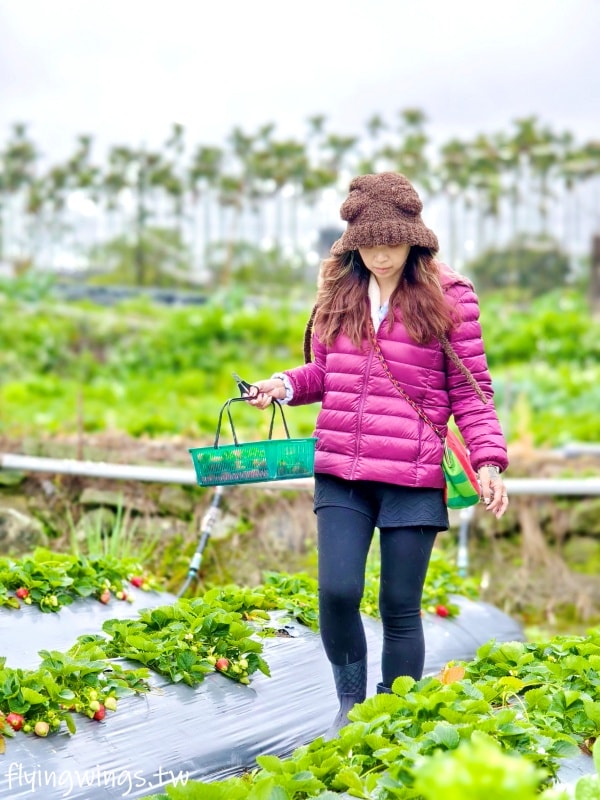 大湖草莓┃怡口軒安心莓。2025年2月最新果況，草莓又大又紅又甜，價格更是甜蜜蜜!!
