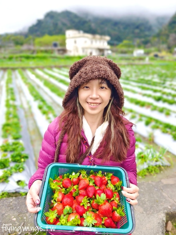 大湖草莓┃怡口軒安心莓。2025年2月最新果況，草莓又大又紅又甜，價格更是甜蜜蜜!!