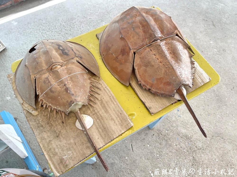 雲林口湖┃馬蹄蛤主題館。150元可以玩整天，划竹筏、獨木舟、水上盪鞦韆、碰碰船隨你玩，還有新鮮馬蹄蛤等你來嘗鮮!!