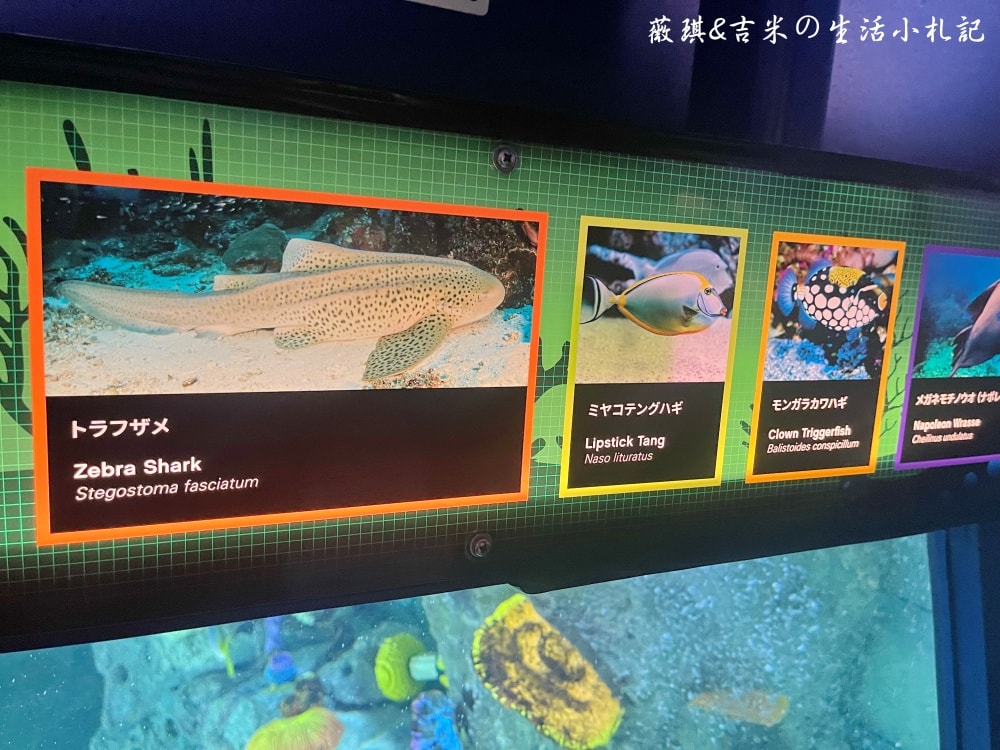 2023名古屋之旅。樂高樂園。總面積13公頃、超過40種設施,小孩玩到都不喊累!! - 第74張圖 2023名古屋之旅。樂高樂園。總面積13公頃、超過40種設施,小孩玩到都不喊累!!