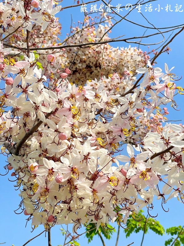 彰化社頭┃社頭公園。2025全新啟用，紅色聖誕襪遊戲塔，搭配有交通號誌的滑步車道，讓孩子一邊玩一邊學習交通安全!