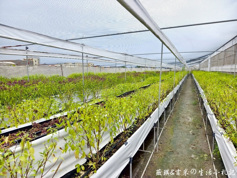 彰化福興┃樂採果溫室觀光農場。夏天2.0版更好玩! 划小船、會下雨的戲水池，還有全台首創DIY九層塔香腸!!